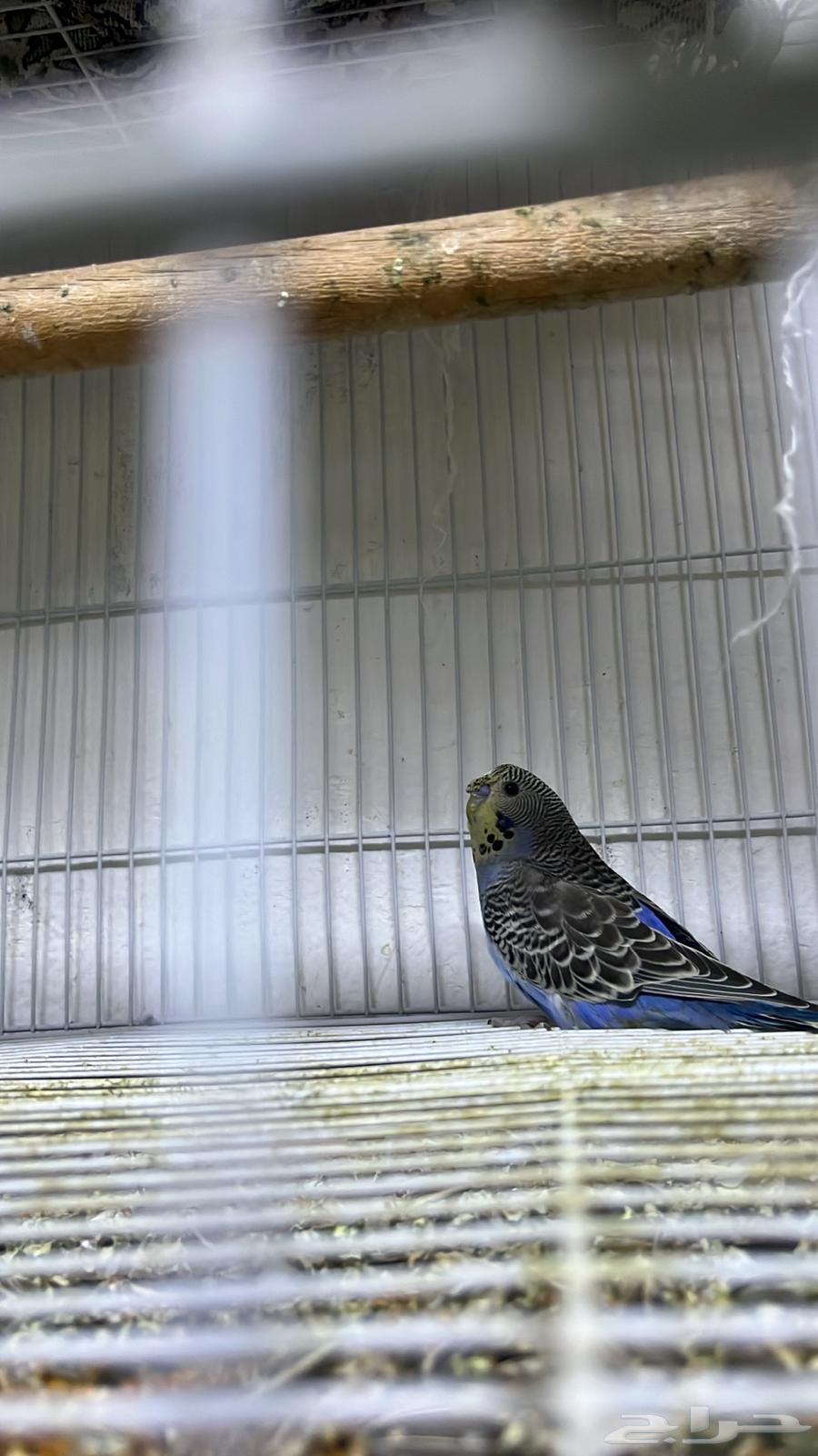 ذكر بادجي انجليزي كرست . تم البيع64464014140546110