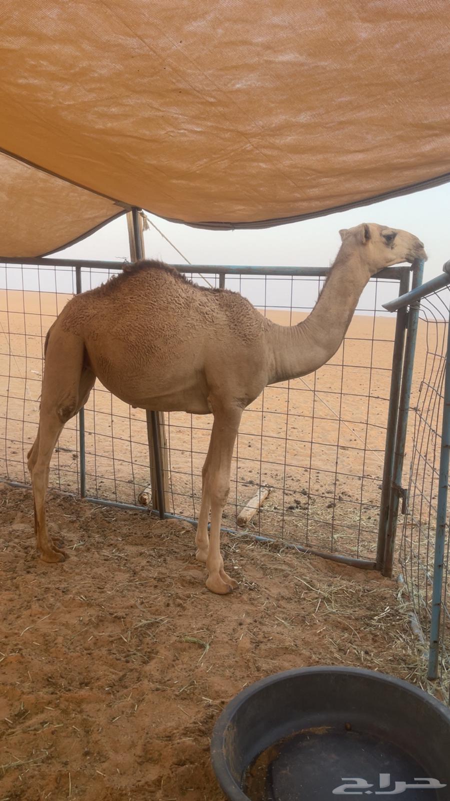 Red Bakra Kafu Battle64461282301059110