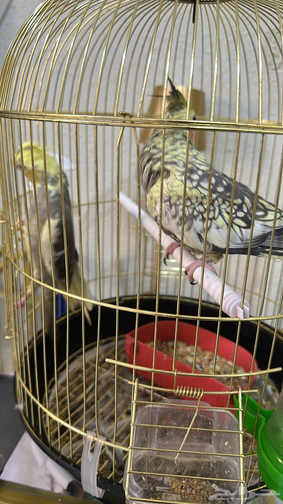 عصافير كراون ب350 قابل للتفاوض64459619826435110