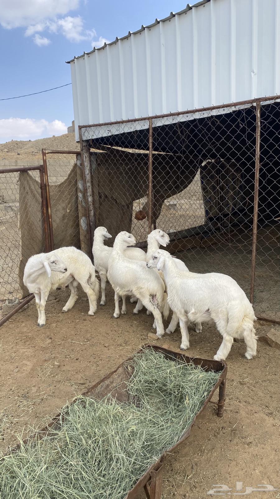 بهم كفو صنف الصنف ( تم البيع )64459094596098110