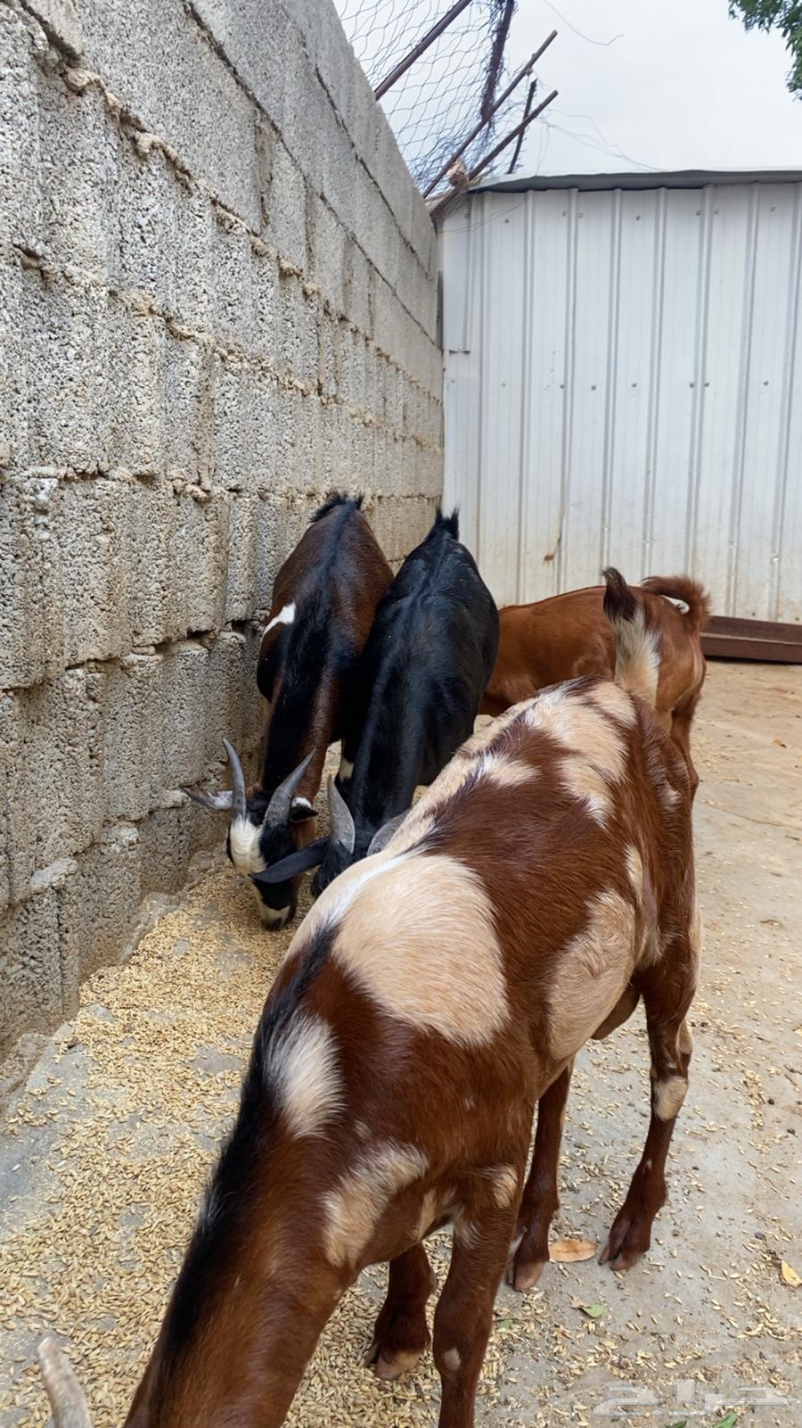 Local rams conditioned number 464461732583042113