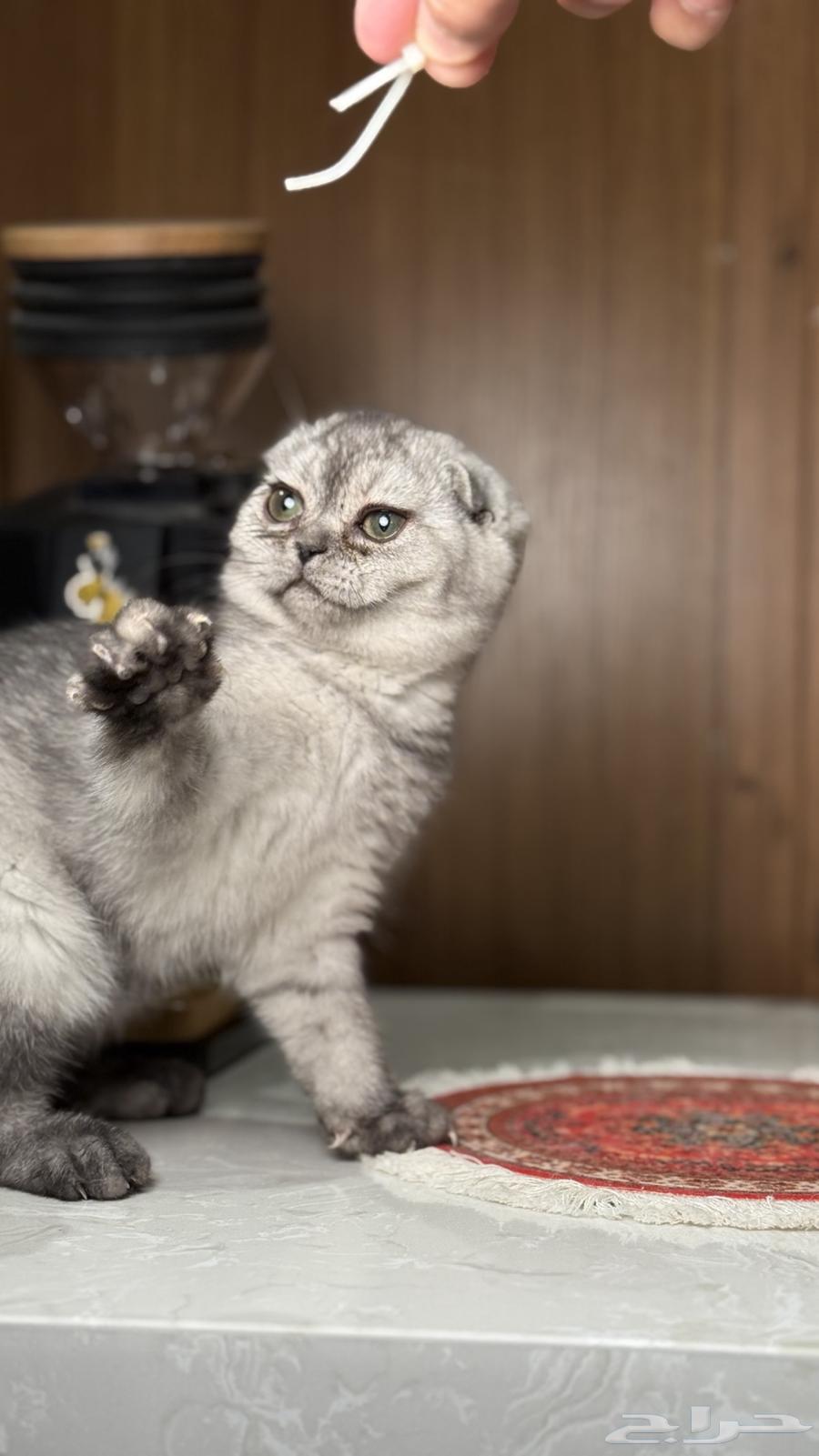 للبيع كيتن سكوتش تربل فولد انثى سلفر64462596857473112