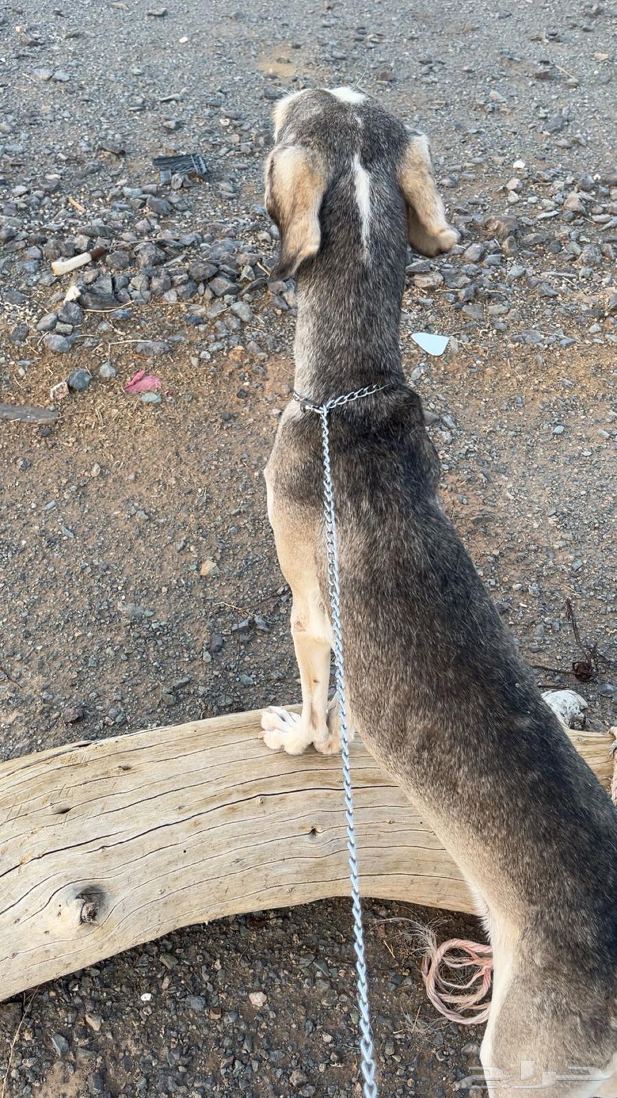 سلوقي للبيع شرط64463917091331112