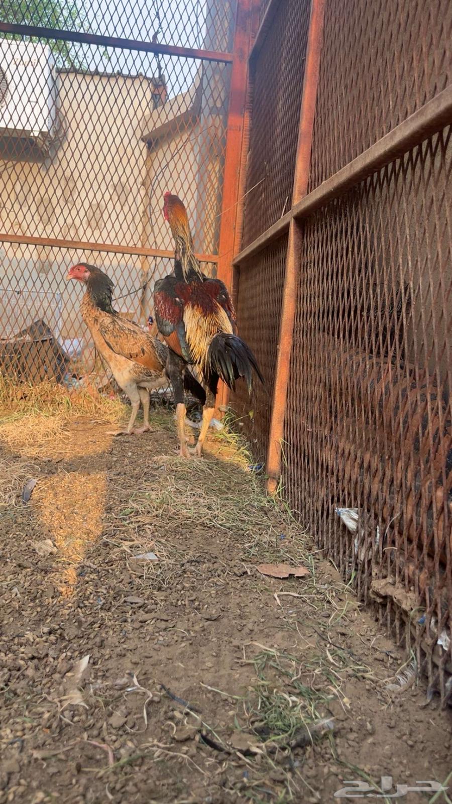 طقم شامو ياباني64461533756803111