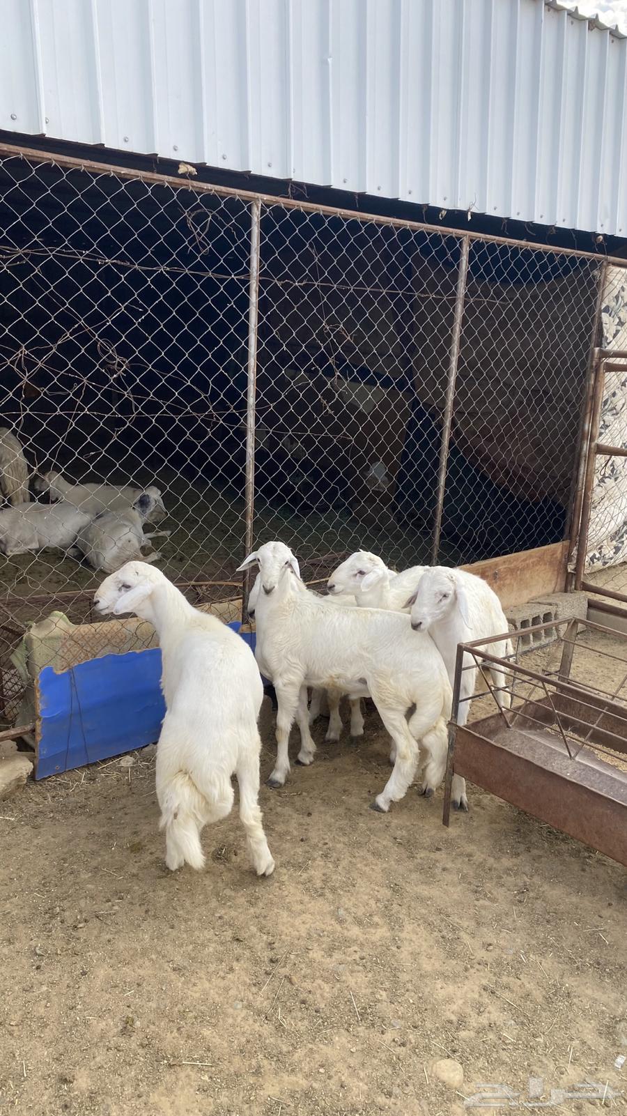 بهم كفو صنف الصنف ( تم البيع )64459094596098112