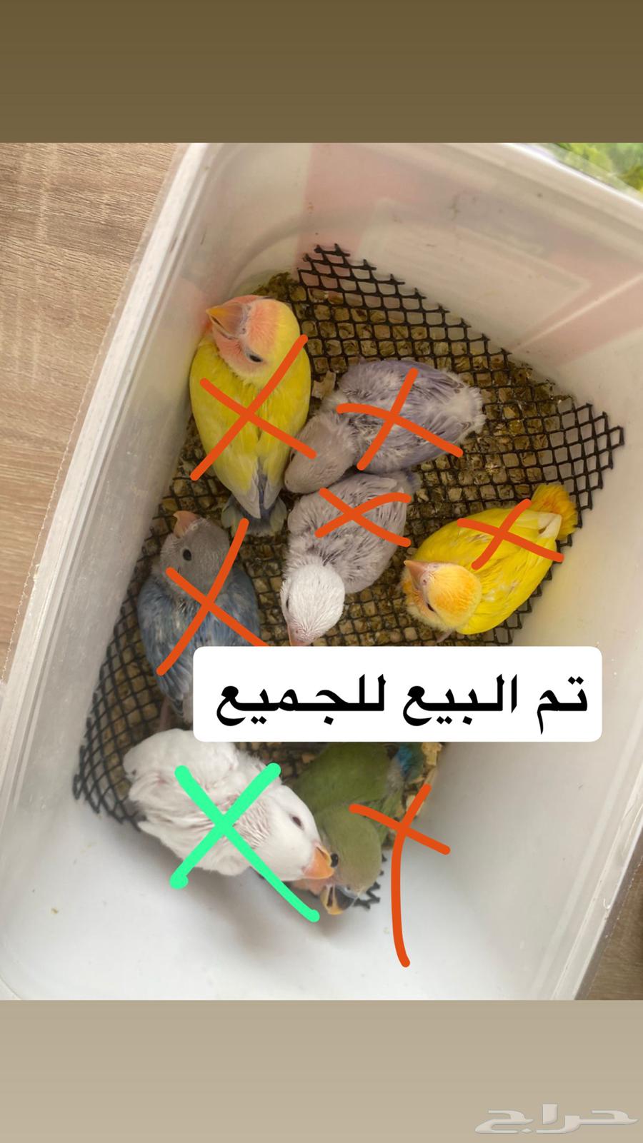 Day-old baby pigeons64442131487105110