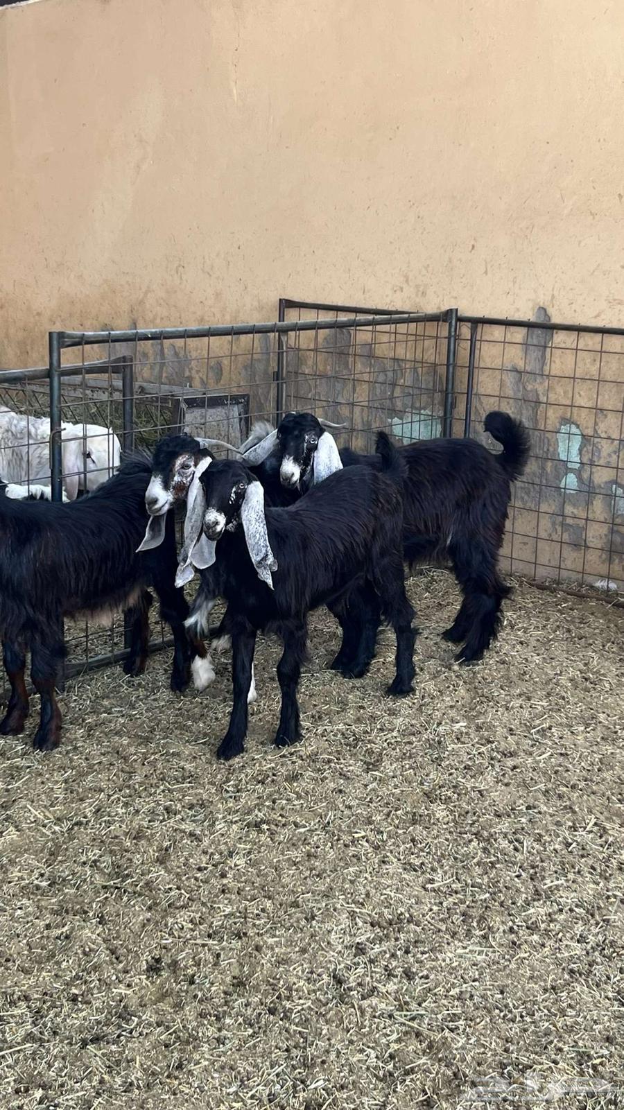 Tios Mkhasi64459729321219112