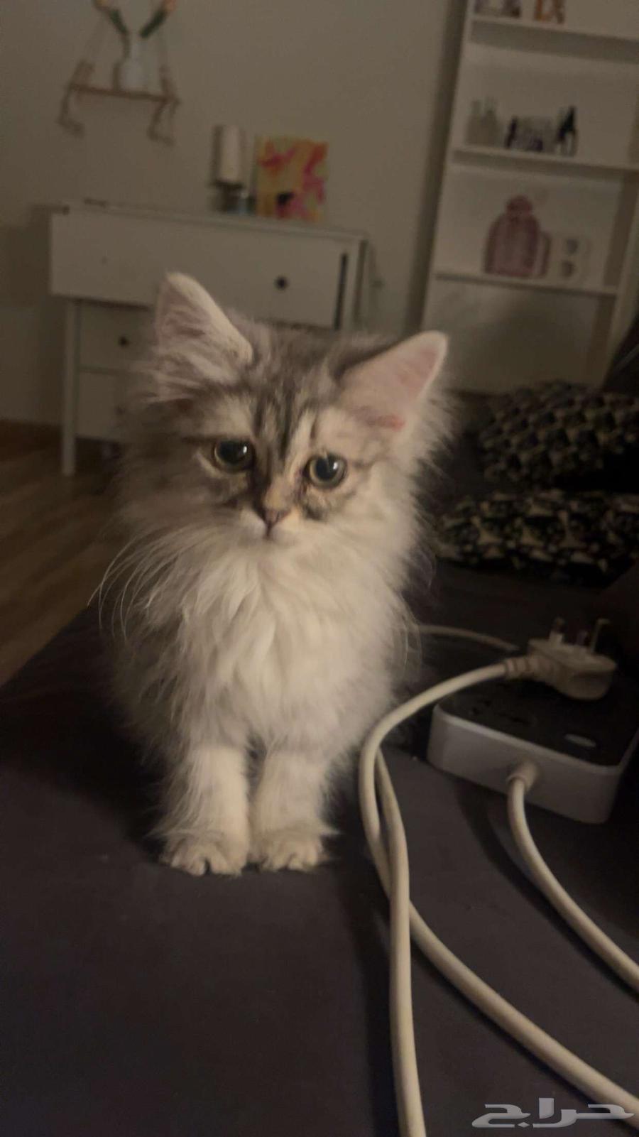 Kittens with their belongings64464294695938112