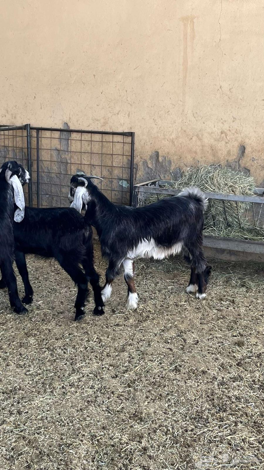 Tios Mkhasi64459729321219114