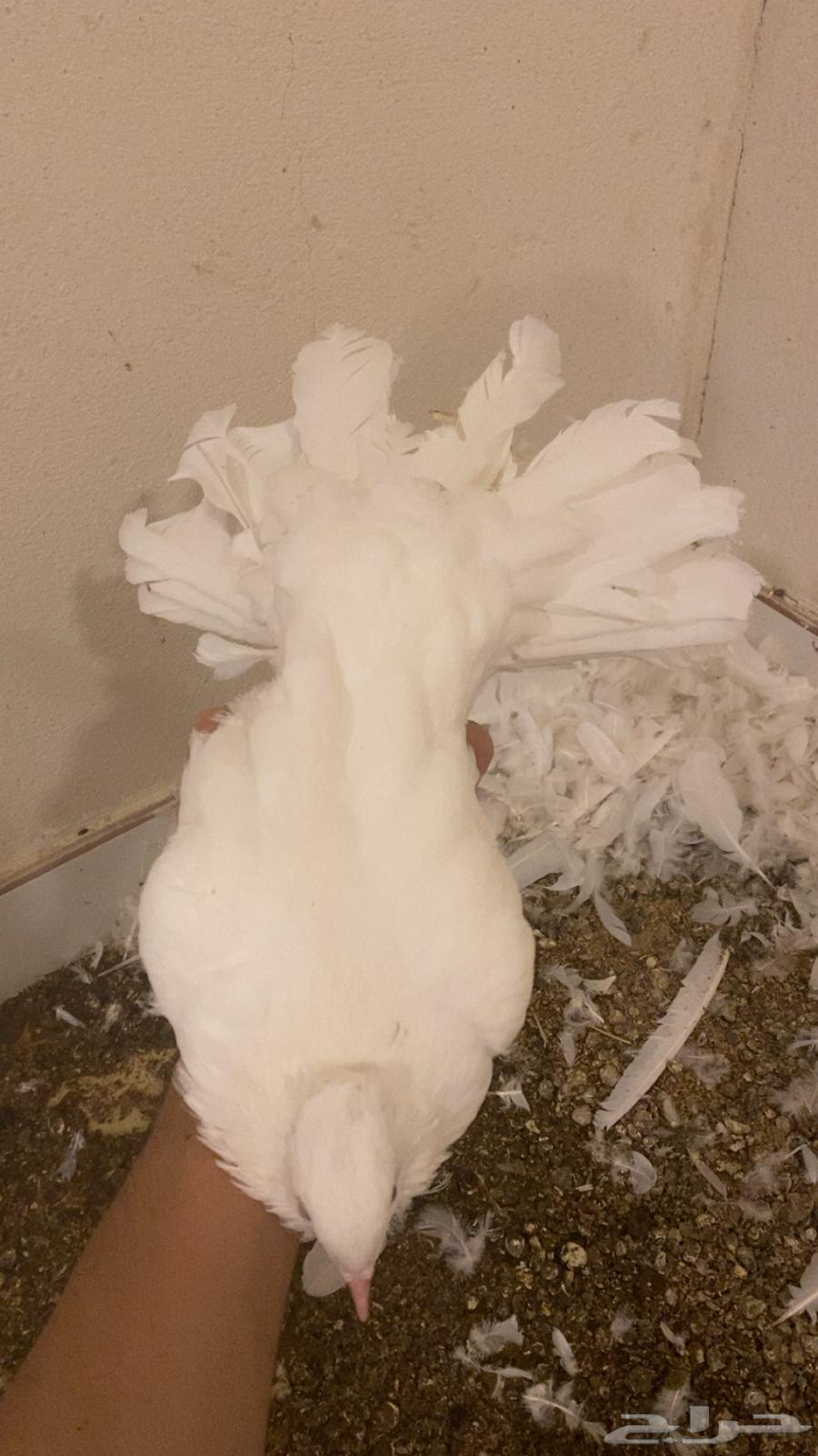 Dancing Pigeons64463237814018112