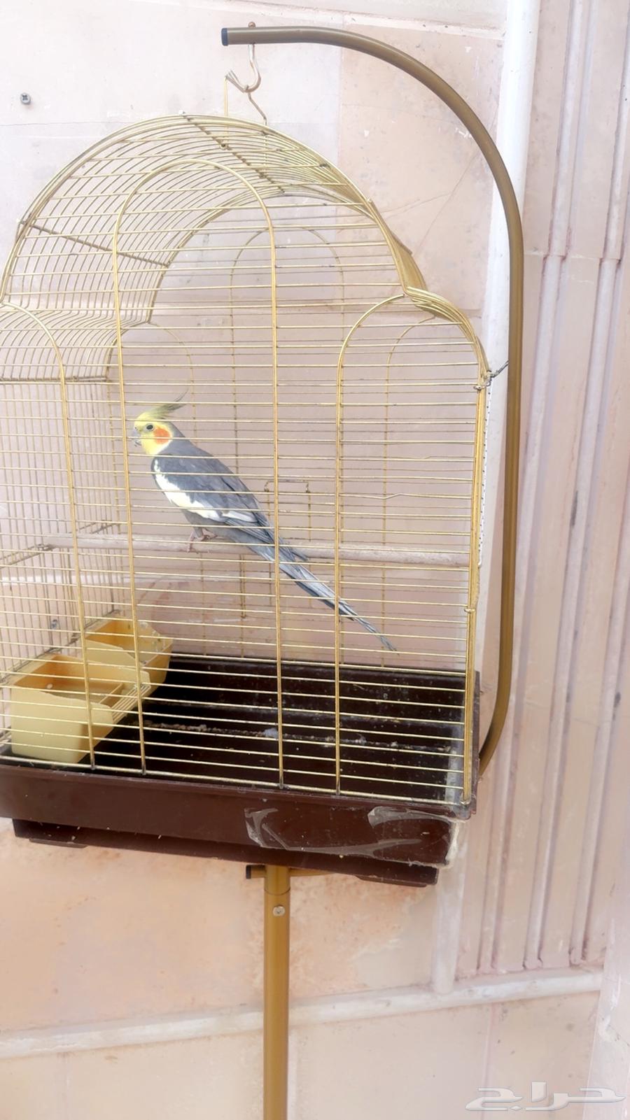 كروان للبيع64460147331714110