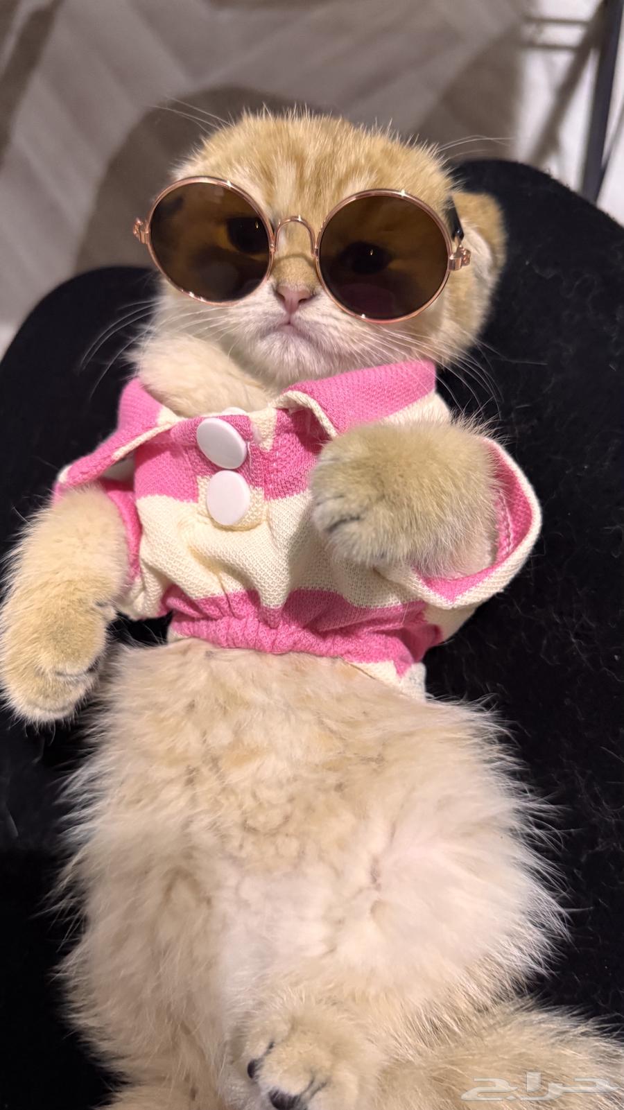 For sale: last available kitten from a rare dwarf category lineage64462321879553113