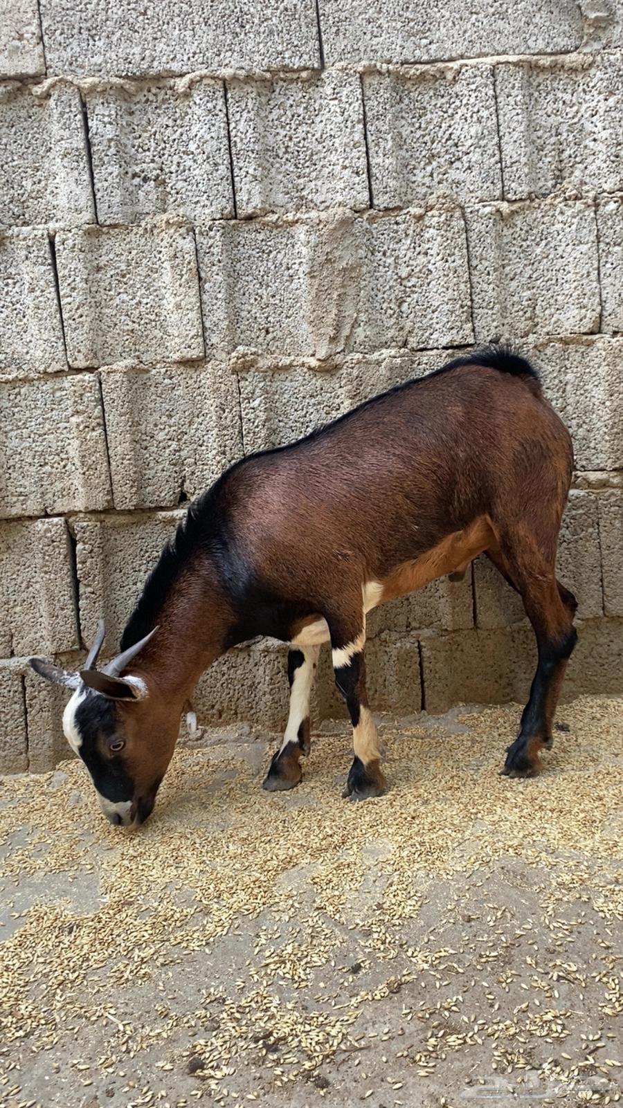 Local rams conditioned number 464461732583042111