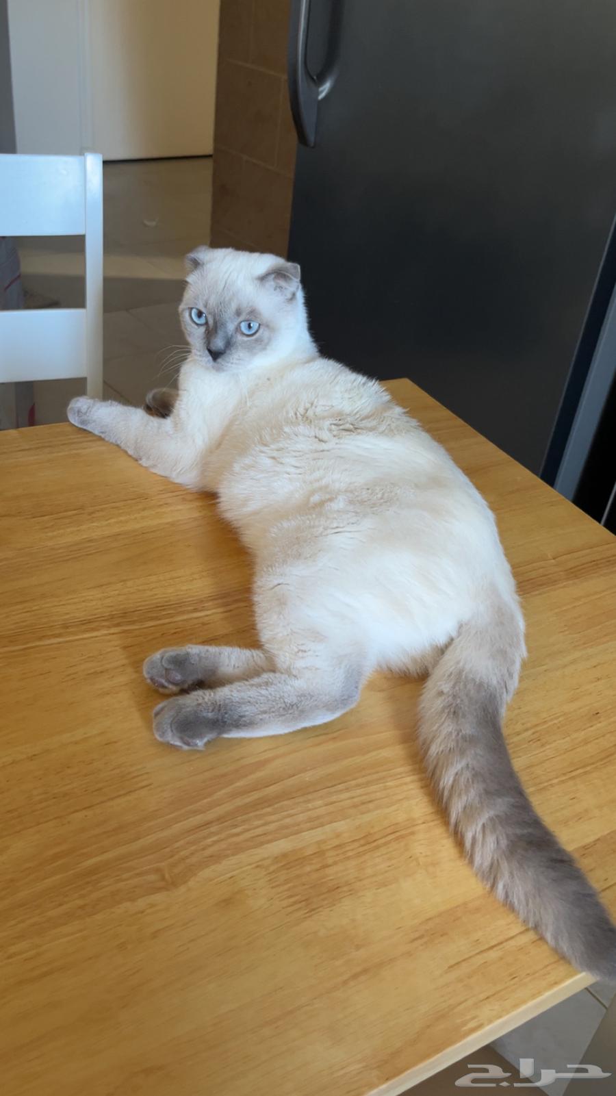 سكوتش فولد للبيع64464394135299111