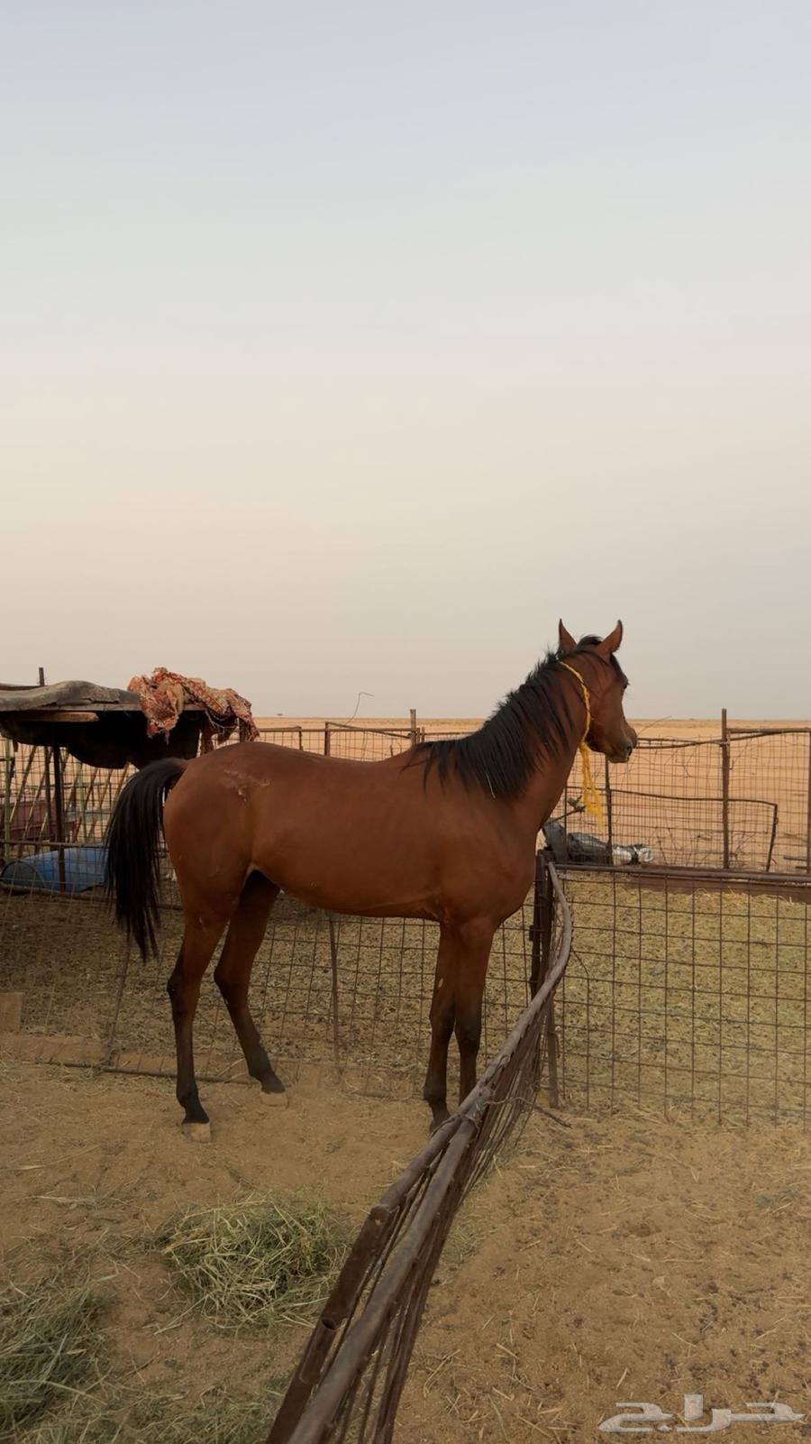 للبيع مهره طيبه64460270013057110