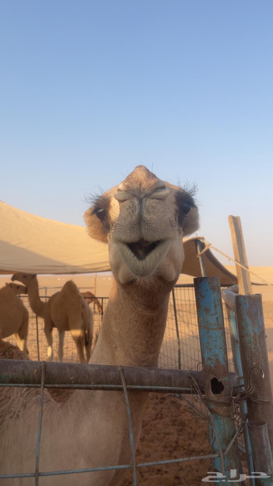 Red Bakra Kafu Battle64461282301059112