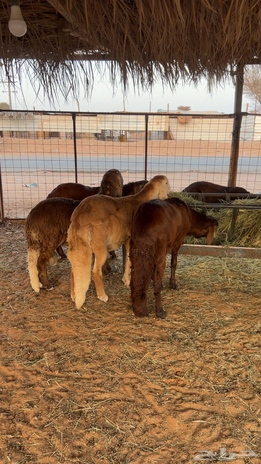 Premium closed chicken coops in Swakin64464266533505113