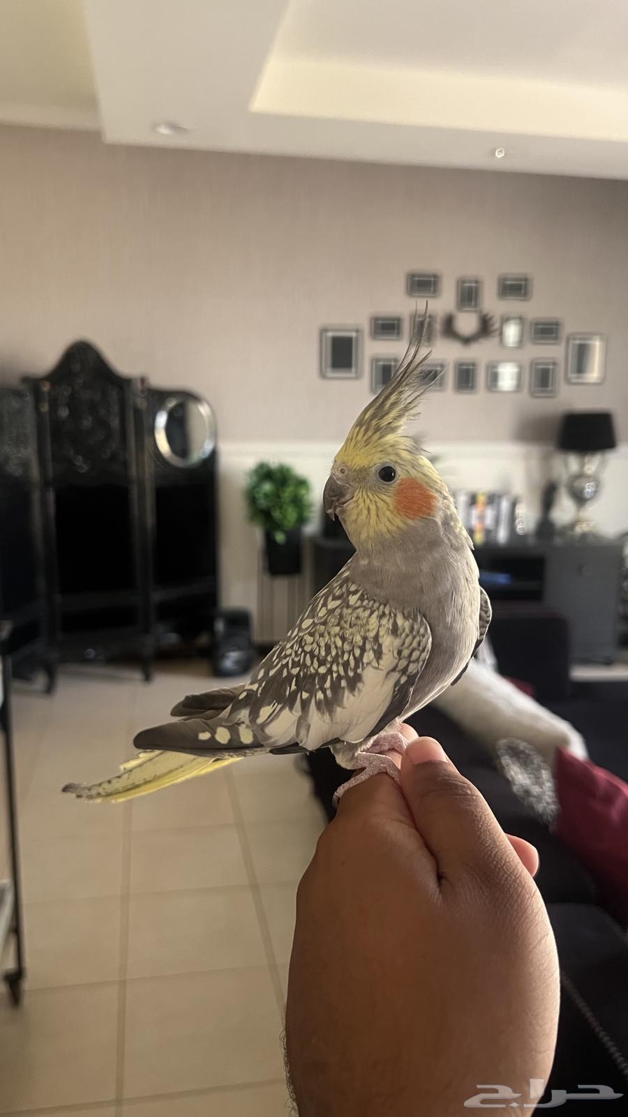 ذكر كروان اليف جد ا حمامه ويطلع على اليد64459080375681110