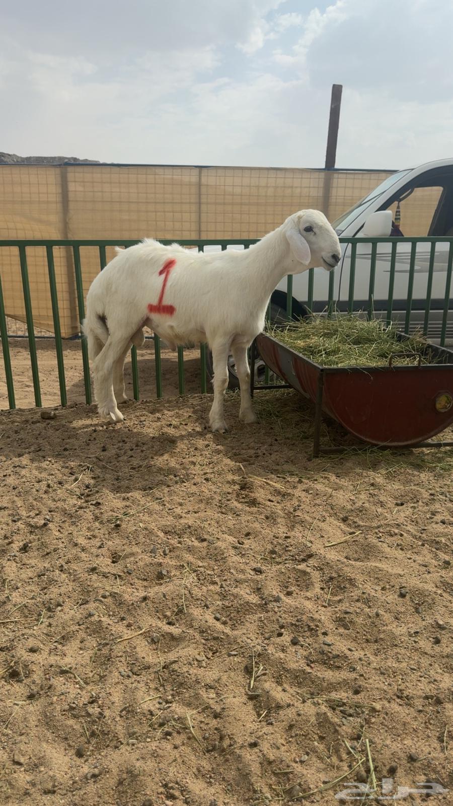 Mashari3 Fuhool64461403308546114