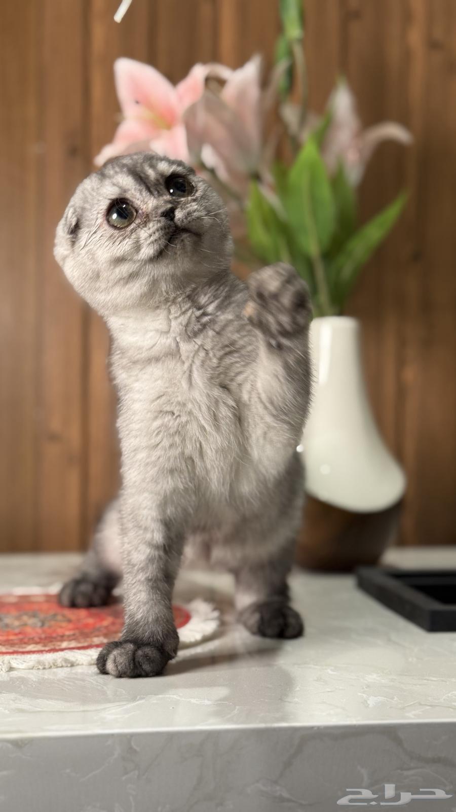 للبيع كيتن سكوتش تربل فولد انثى سلفر64462596857473110