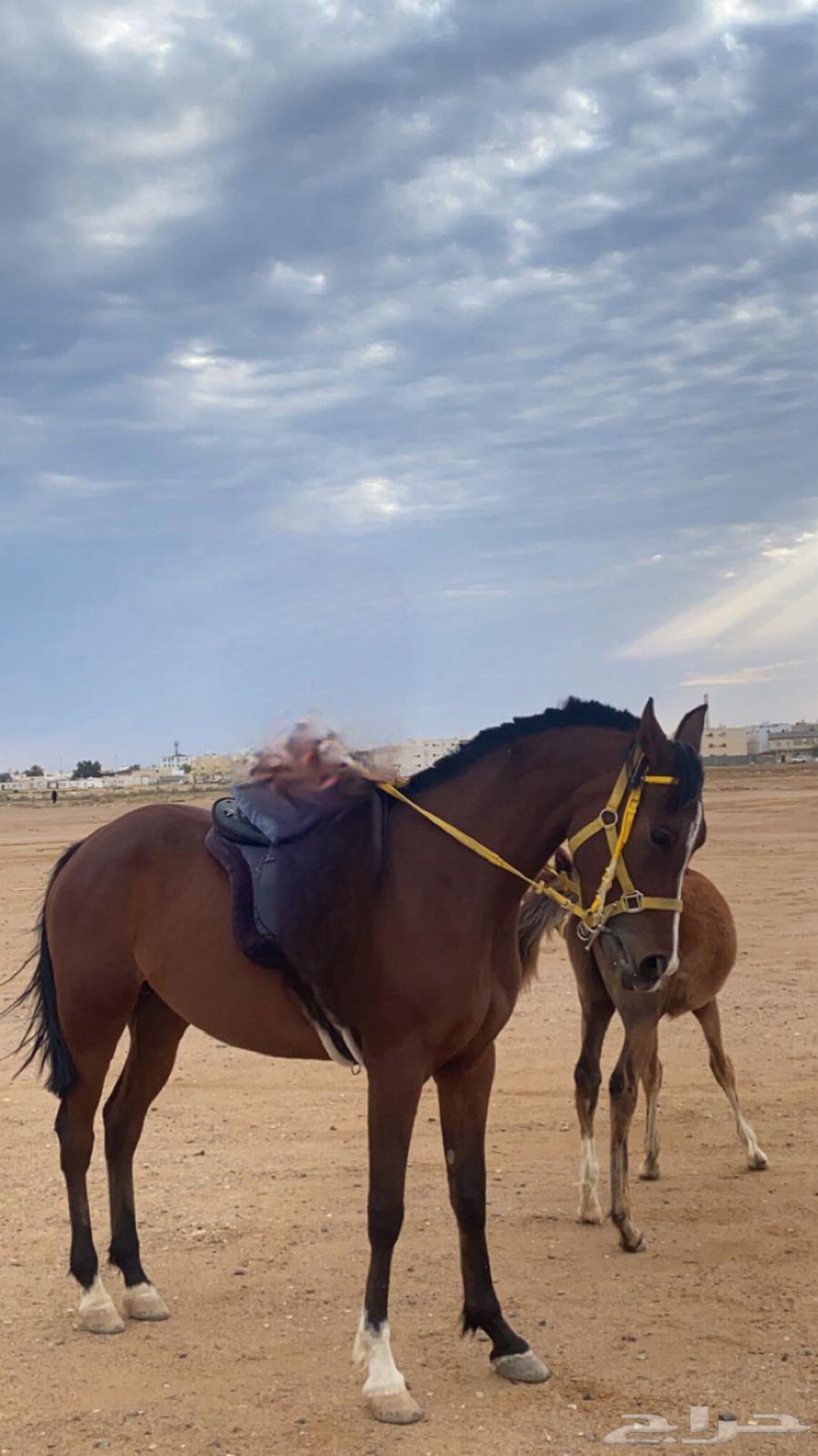 فرس شعبيه شيخه64461533741953112