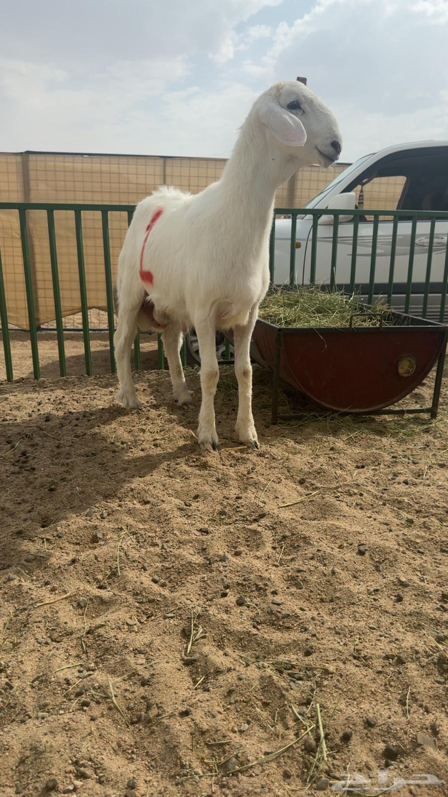 Mashari3 Fuhool64461403308546113