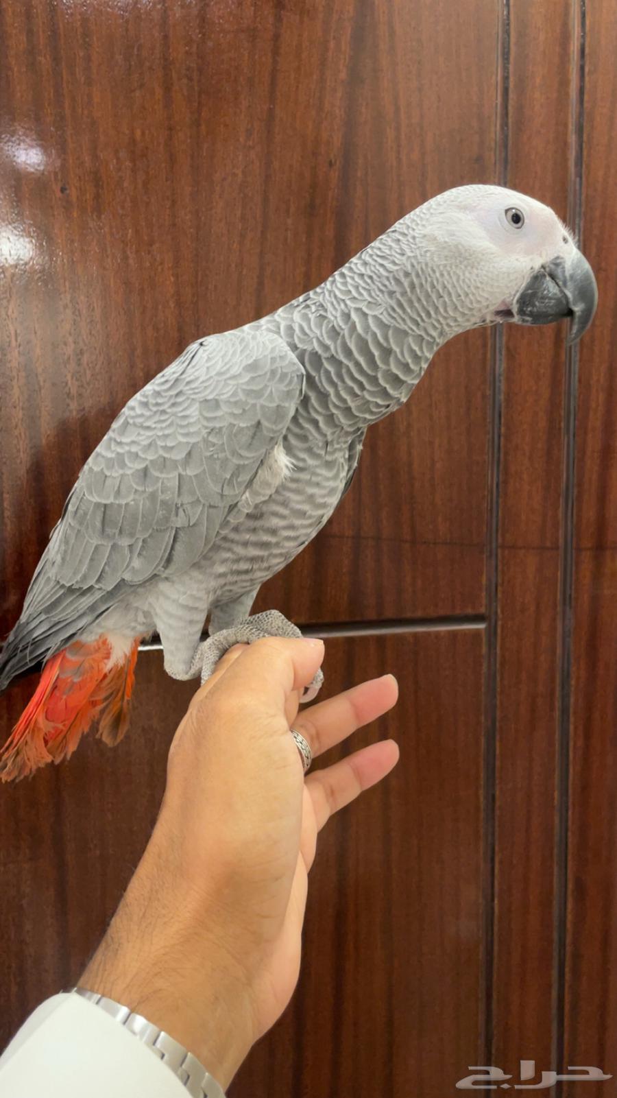 للبيع فرخ كاسكو اليف وهدد64463586572161112