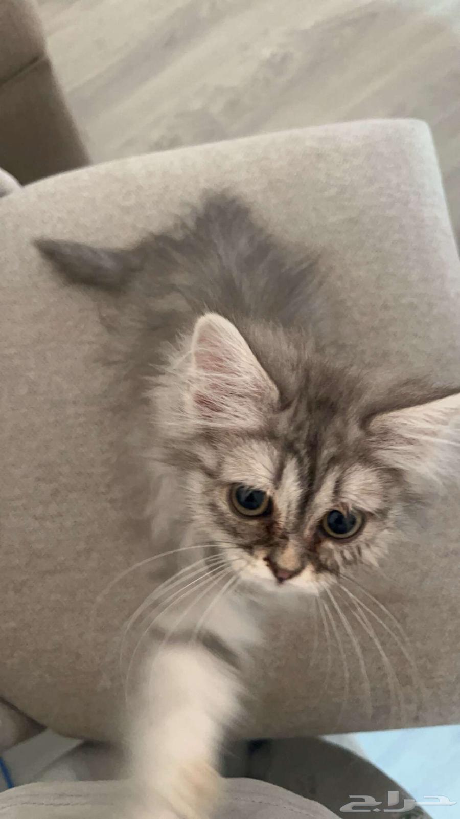 Kittens with their belongings64464294695938113