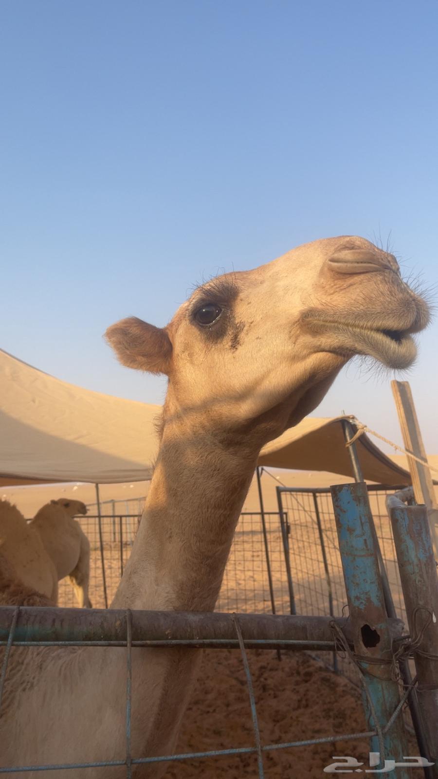 Red Bakra Kafu Battle64461282301059111