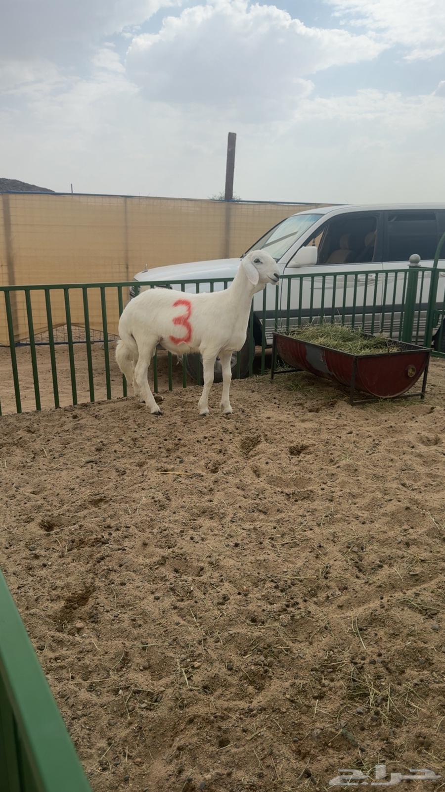 Mashari3 Fuhool64461403308546110