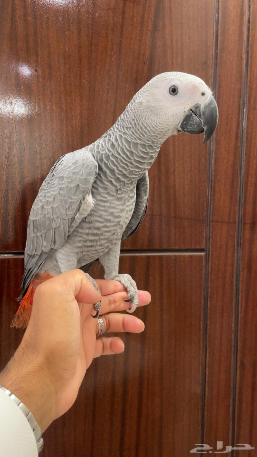 للبيع فرخ كاسكو اليف وهدد64463586572161110