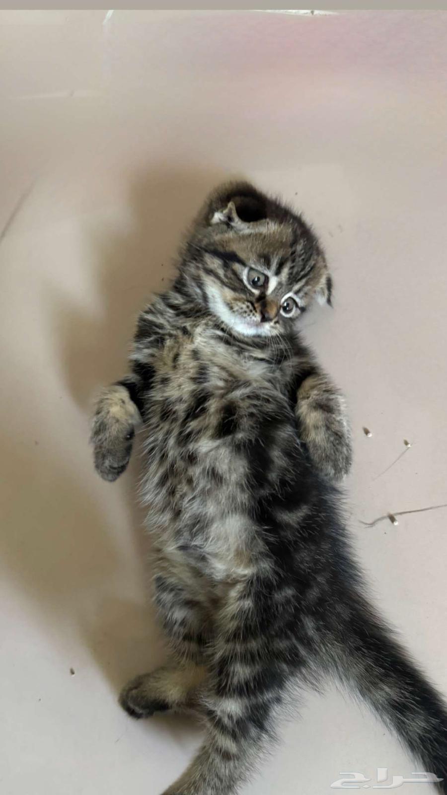 للبيع قطة سكوتش64462212392579110