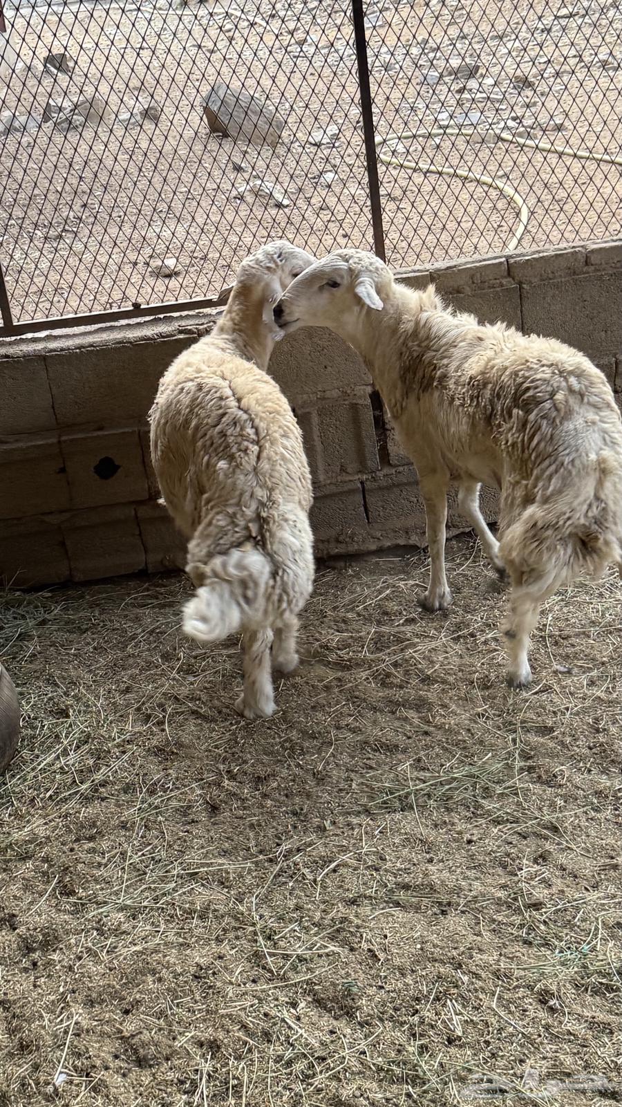 طليان للبيع64461911625219110