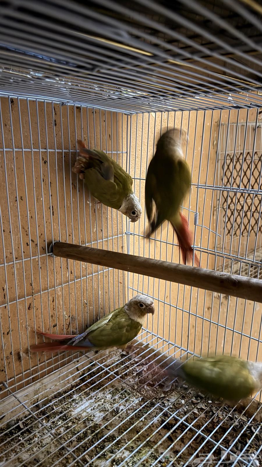 زوجين كنيور انناس للبيع او للبدل المناسب64460666304259112