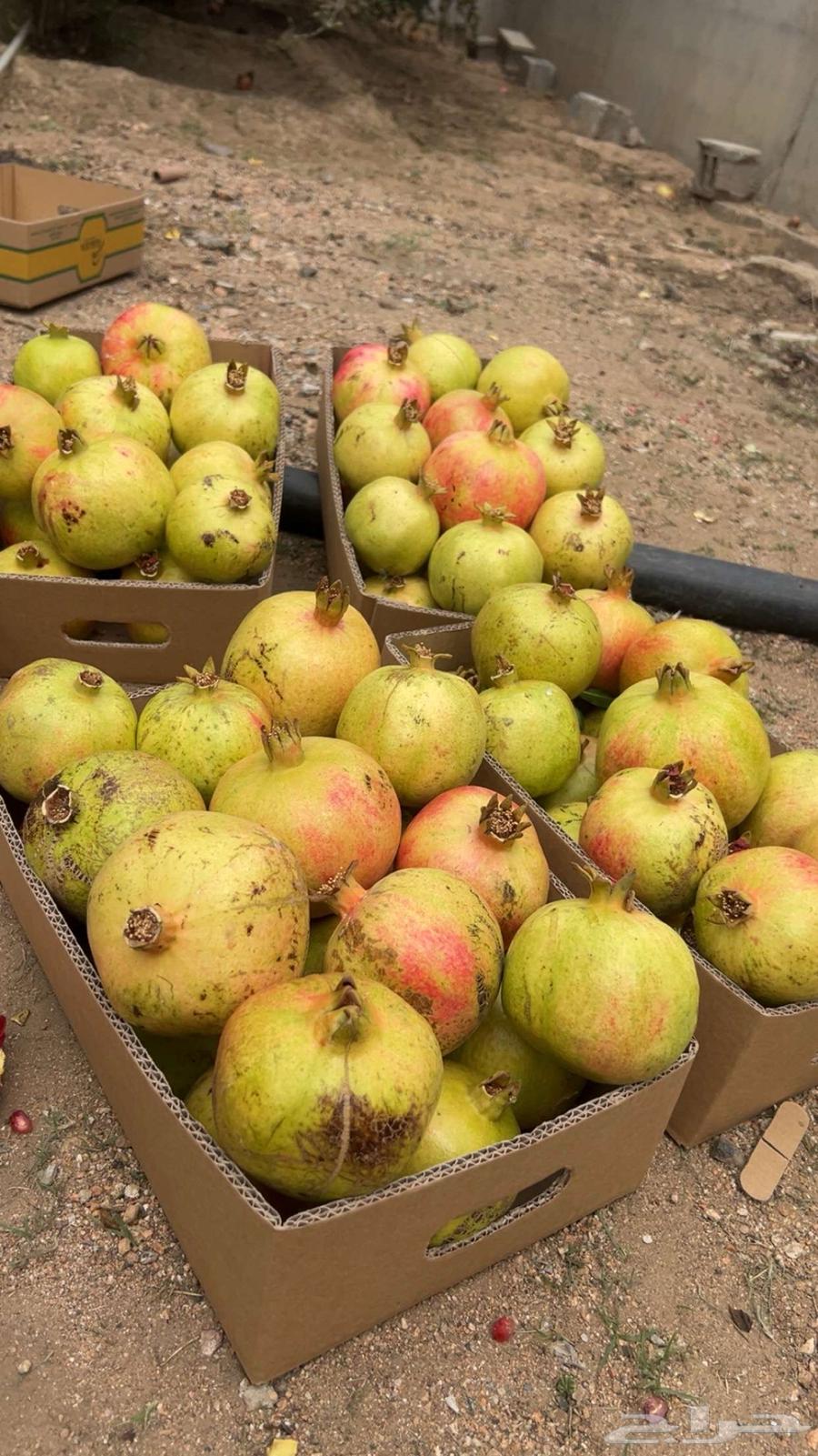 A luxurious pomegranate from Al-Ma'mar farm, high quality from start to finish64459883663873111