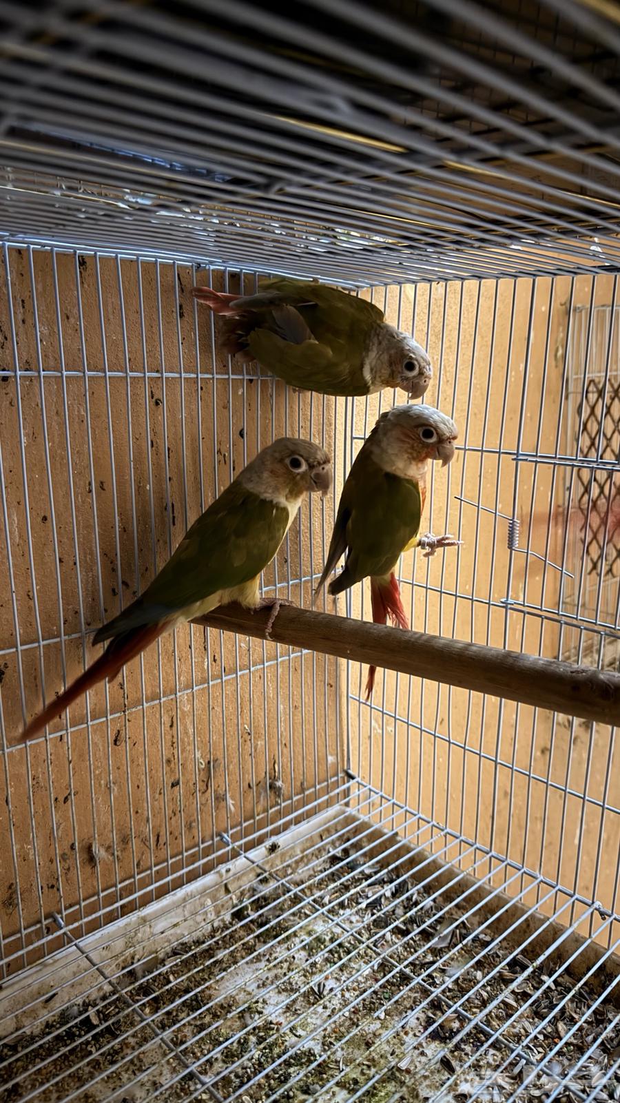 زوجين كنيور انناس للبيع او للبدل المناسب64460666304259111