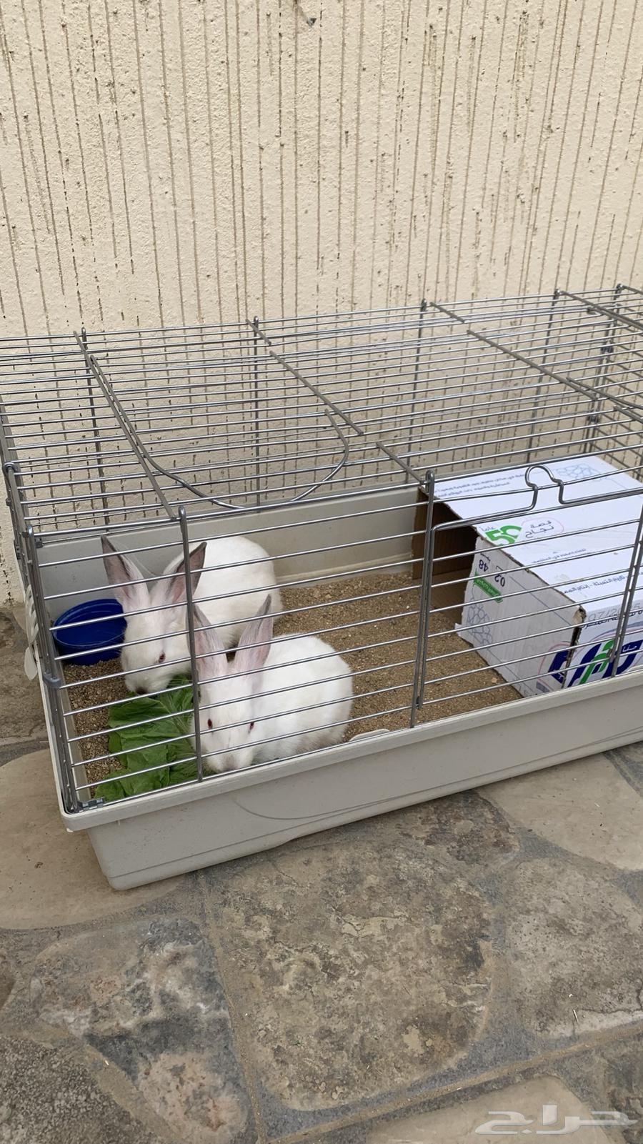 أرانب للبيع64462266947971110