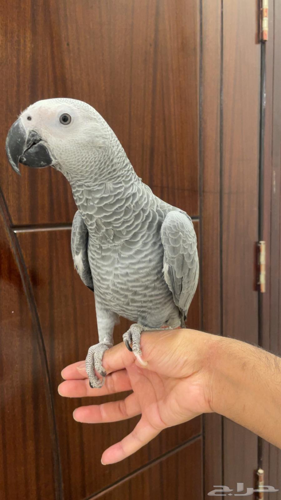 للبيع فرخ كاسكو اليف وهدد64463586572161113