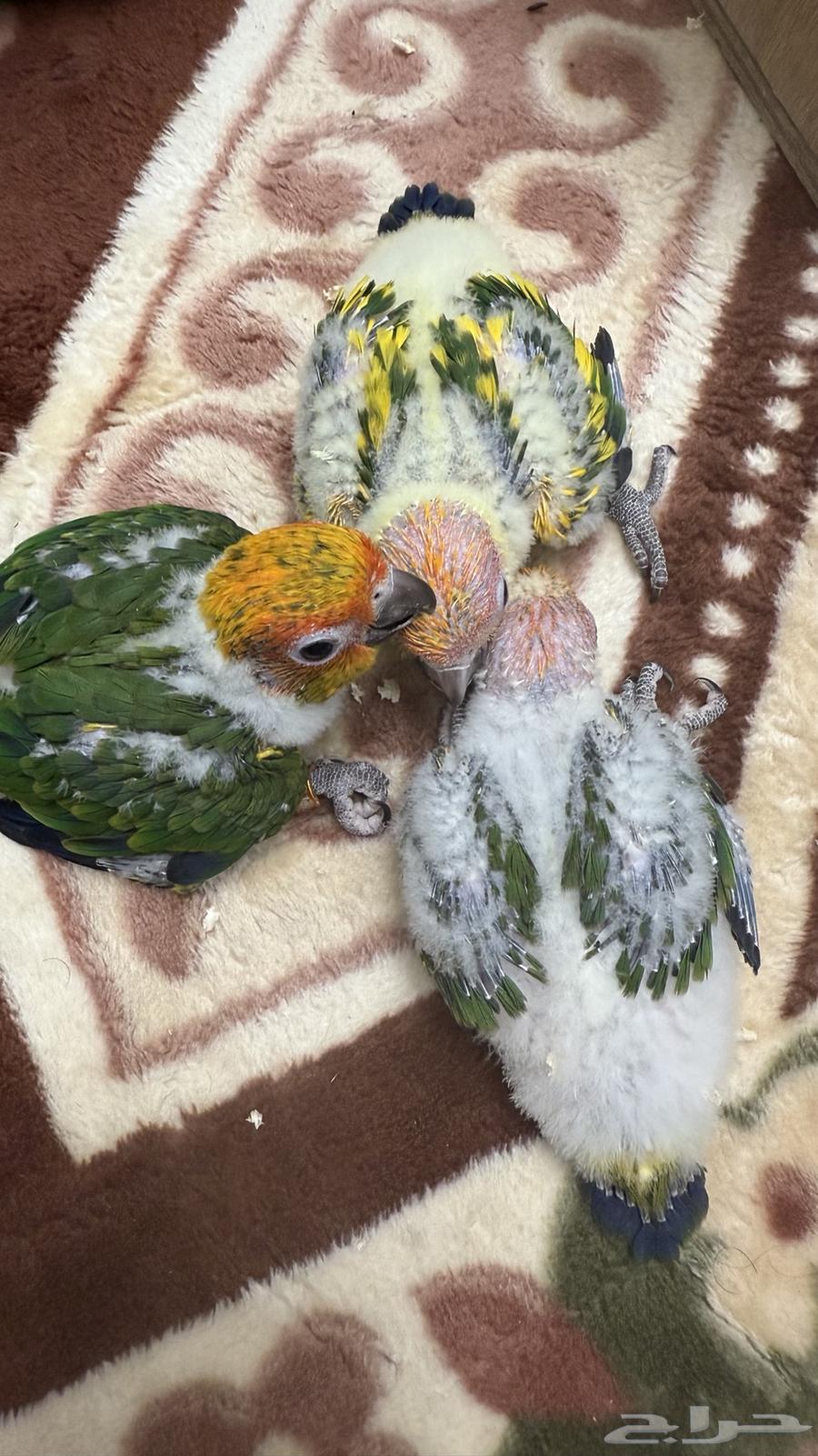 فروخ صن كنيور64413772034947110