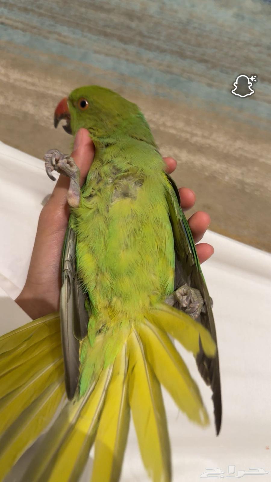 طير دره أليف مشاءالله ولعوب مع الأطفال والكبار64463723732993110