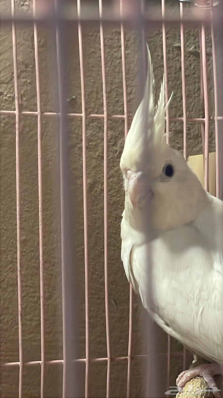 Two-and-a-half-year-old Crow Bird64458629400579113