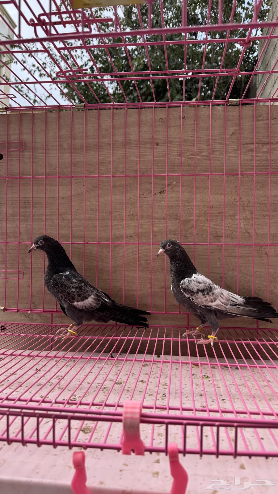 طبات حمام باكستاني (تم البيع)64460530531331111