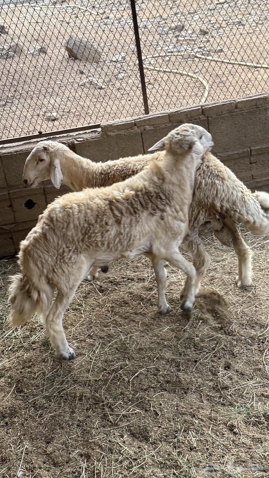 طليان للبيع64461911625219113