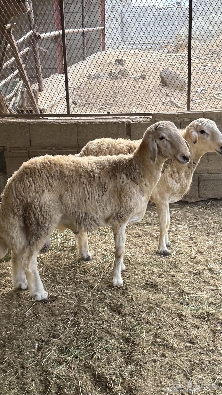 طليان للبيع64461911625219112