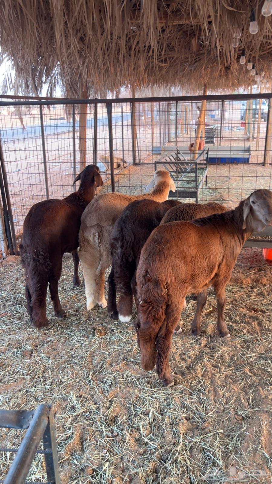 Premium closed chicken coops in Swakin64464266533505110