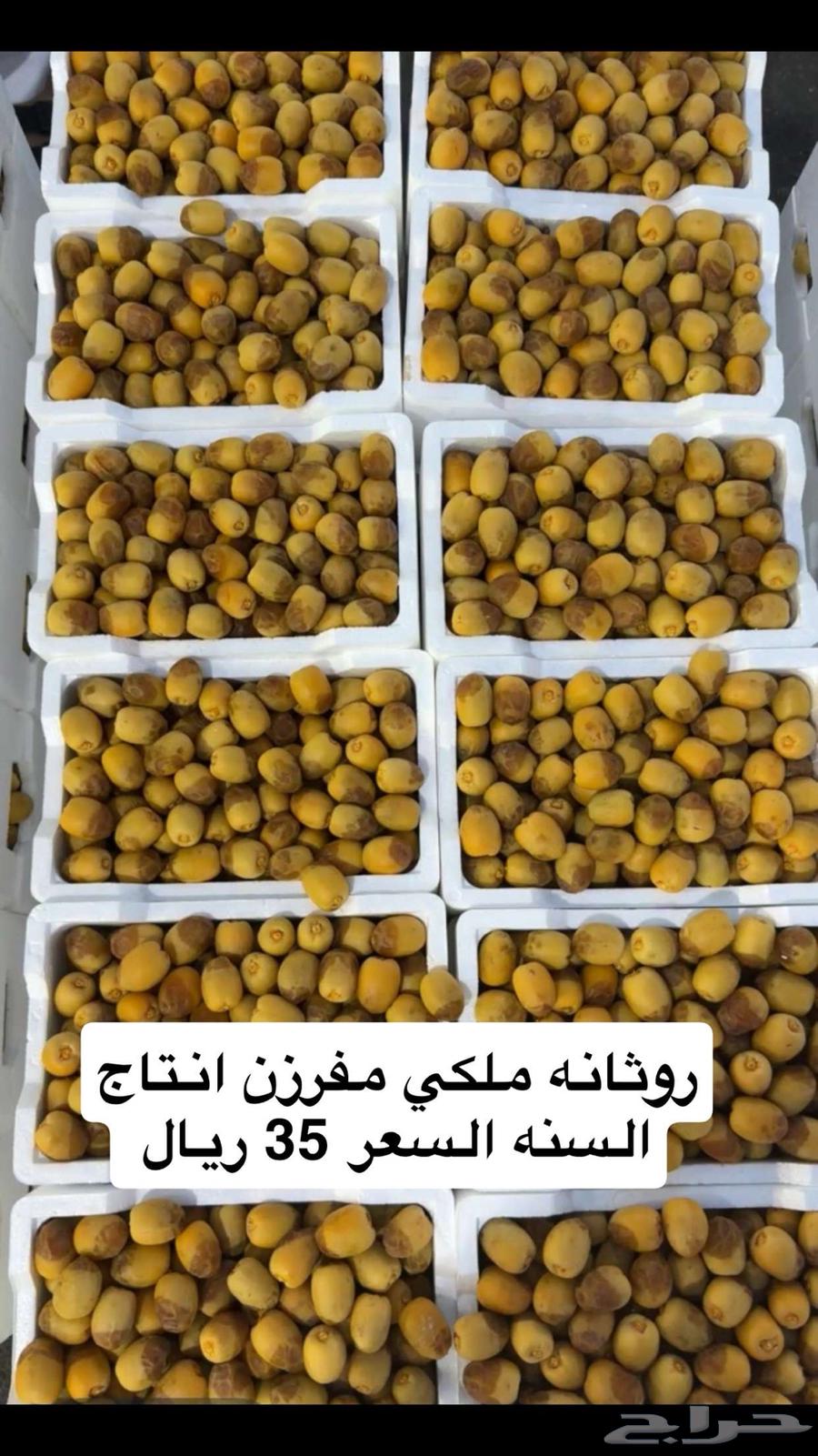 تمر سكري مفتل القصيم روثانه المدينه ورطب سكري64462117656962111