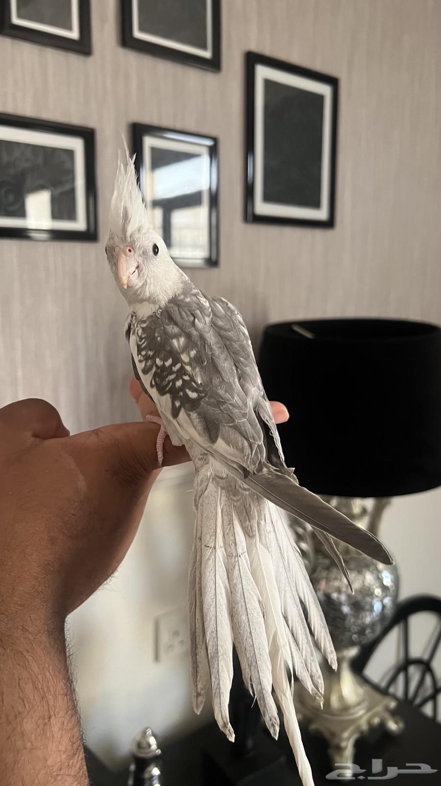 كروان اليف ويطلع على اليد حمامه ماعنده عض64459109925889113