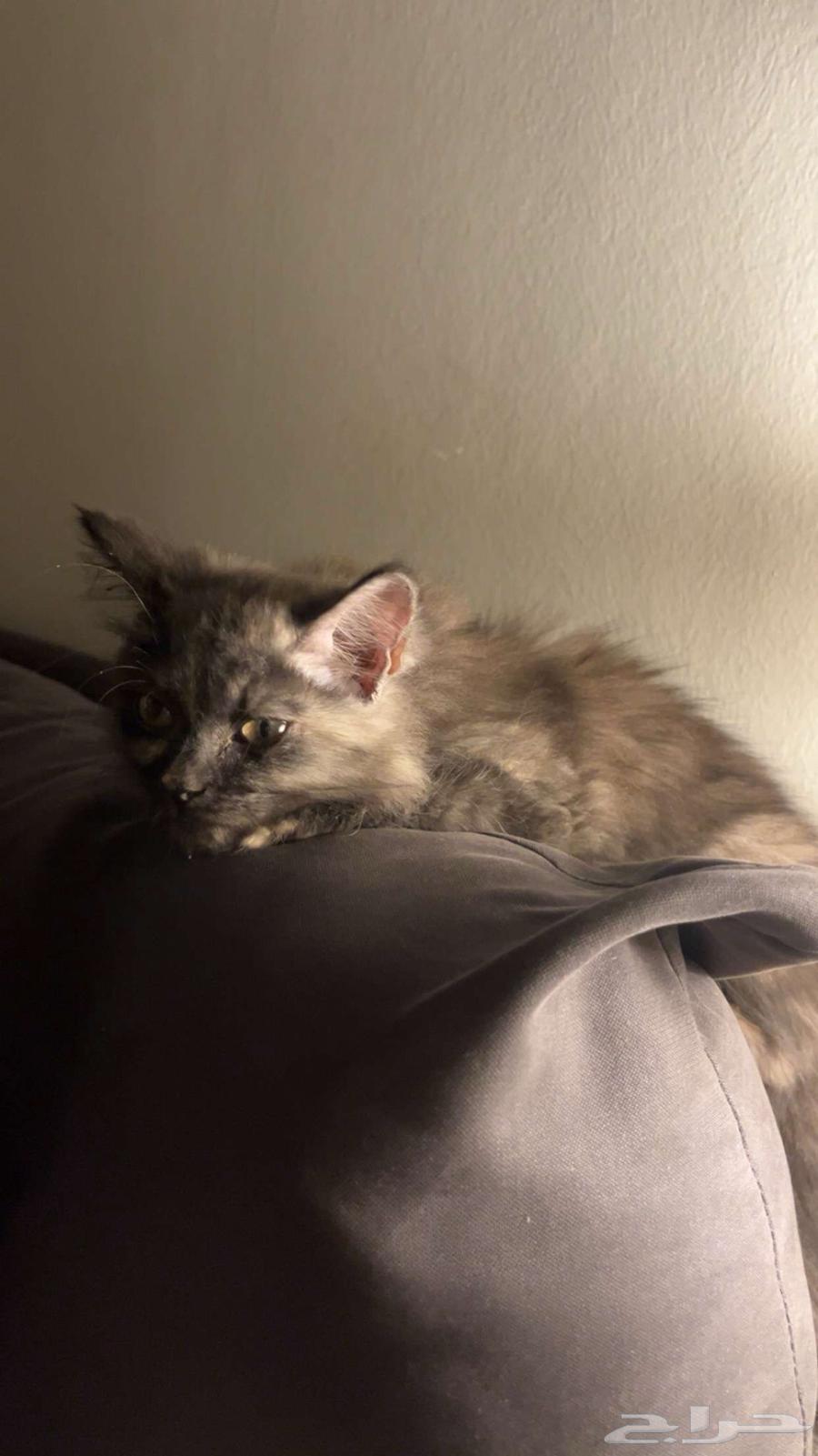 Kittens with their belongings64464294695938110