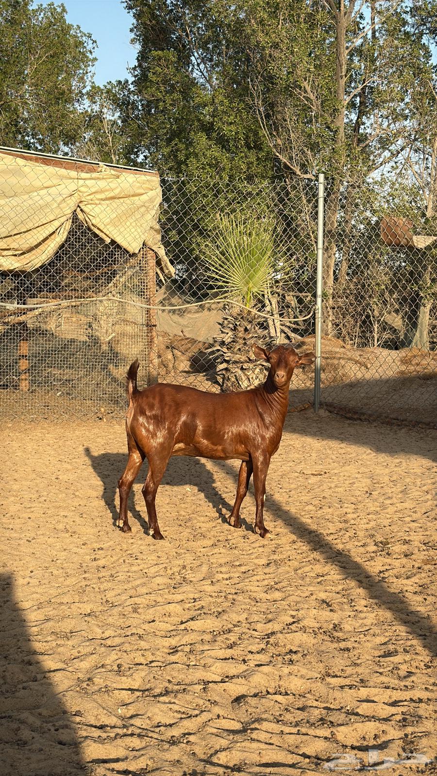 تيوس محايل فاخره64458719384066110