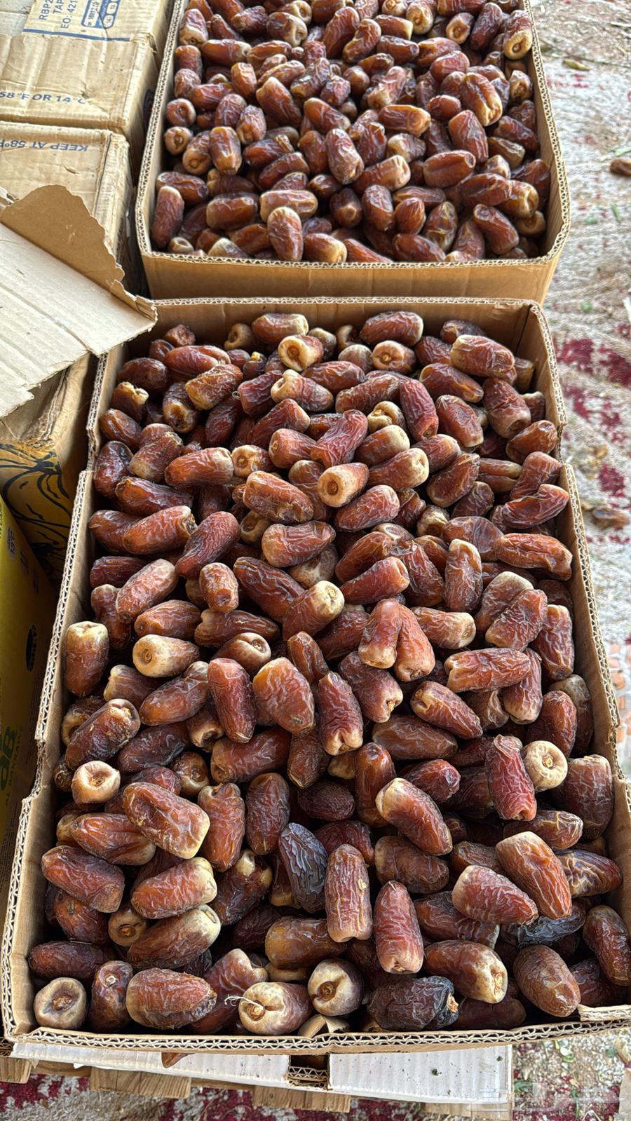 تمر برني العيص فاخر64457377992833114